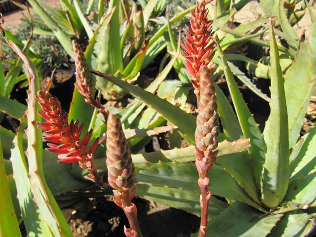 Aloe hardyi (9)